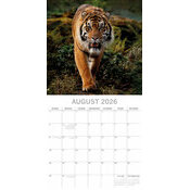 Calendrier papier 2026 Tigre Flins