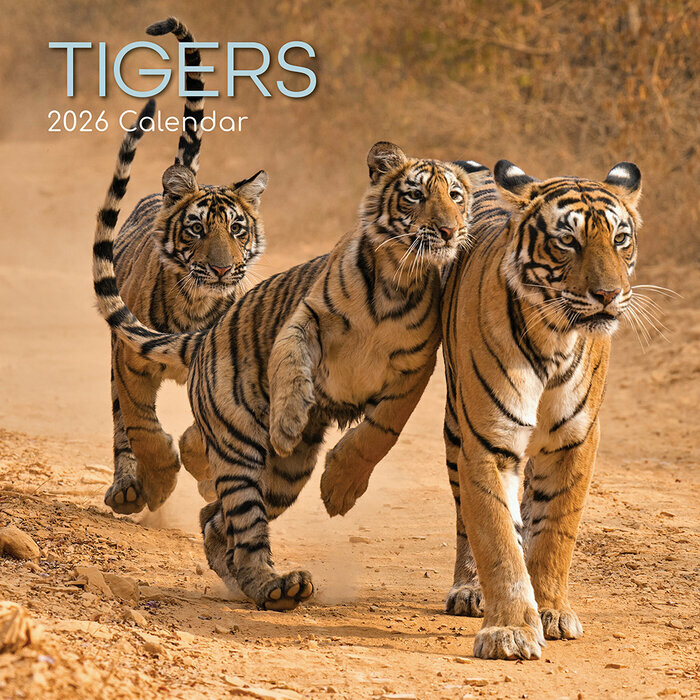 Calendrier Mural 2026 Tigre Flins