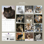 Calendrier 2026 Loups Louveteau