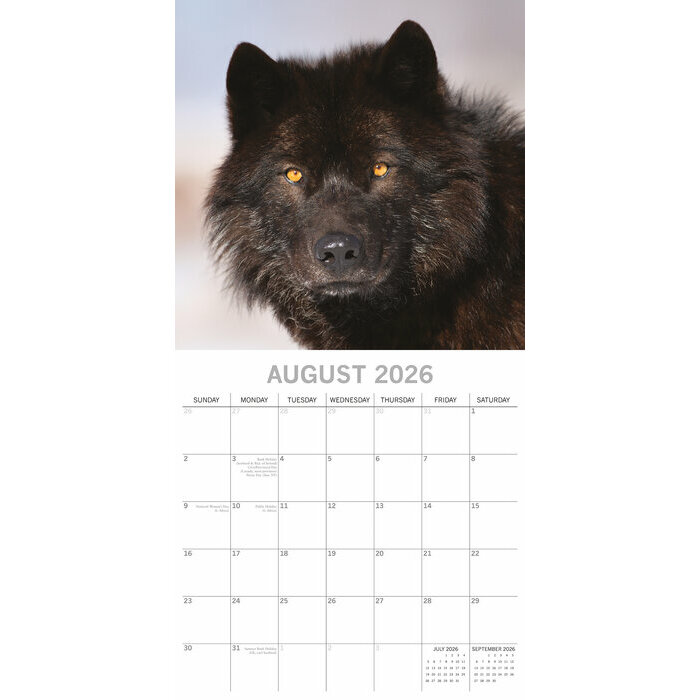 Calendrier papier 2026 Loups Louveteau