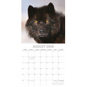 Calendrier papier 2026 Loups Louveteau