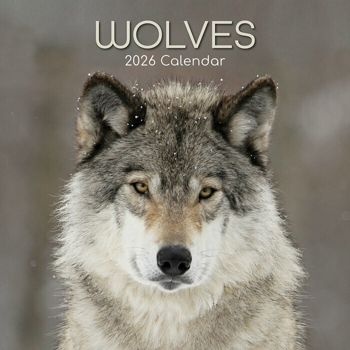 Calendrier Mural 2026 Loups Louveteau