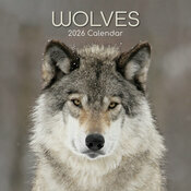 Calendrier Mural 2026 Loups Louveteau
