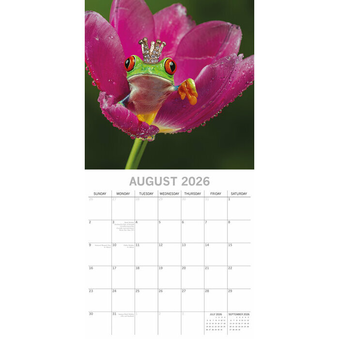 Calendrier papier 2026 Grenouilles Fabuleuses 