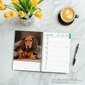 Agenda 2026 Chien Race Teckel