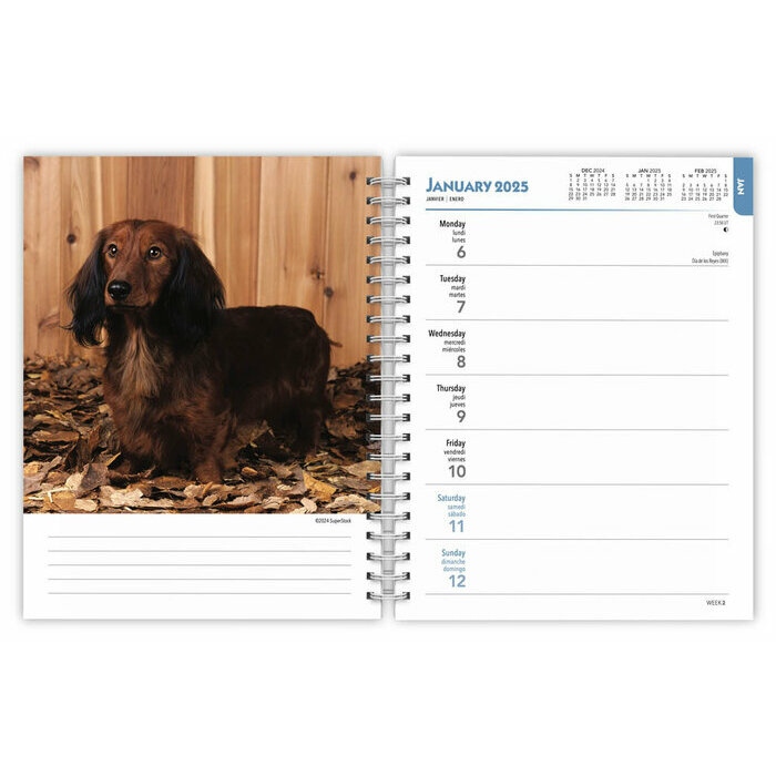 Agenda 2025 Spirale Chien Race Teckel tout poil
