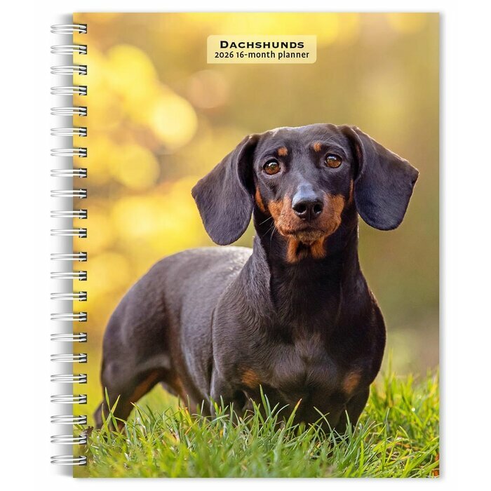 Agenda Papier 2026 Spirale Chien Race Teckel