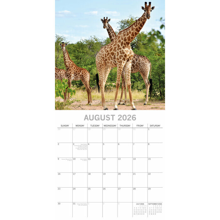 Calendrier Elephant 2025 Safari Animaux Sauvages