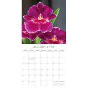 Calendrier Phalaenopsis 2025 Fleurs d'Orchides
