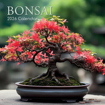 Calendrier 2026 Bonsaïs d'Intérieur Ficus Erable