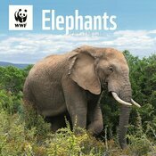 Calendrier mural 2025 Elphants WWF