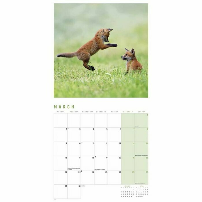 Calendrier 2025 Renards Renardeaux