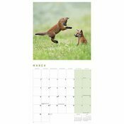 Calendrier 2025 Renards Renardeaux