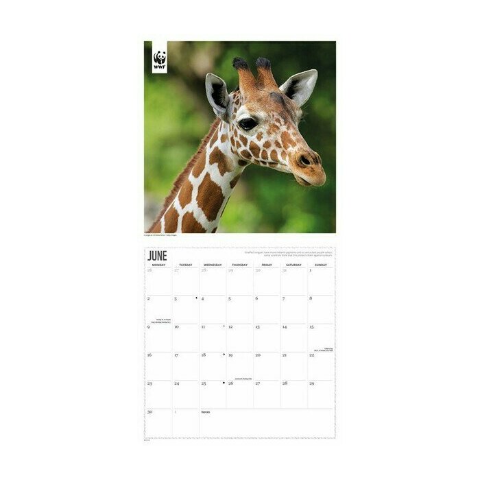 Calendrier 2025 Girafe Safari WWF