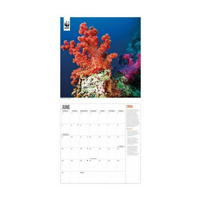 Calendrier 2025 Ocan et Vie Sous Marine WWF
