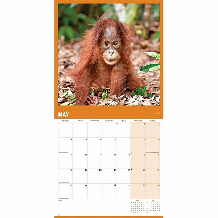 Calendrier 2025 Orang-Outan Primates