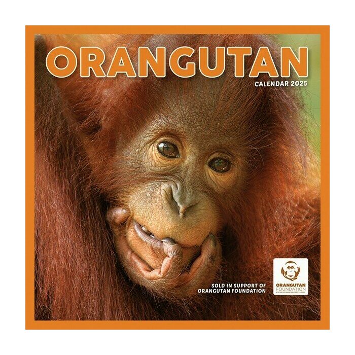 Calendrier papier 2025 Orang-Outan Primates