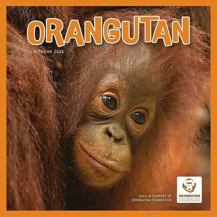 Calendrier papier 2025 Orang-Outan Primates
