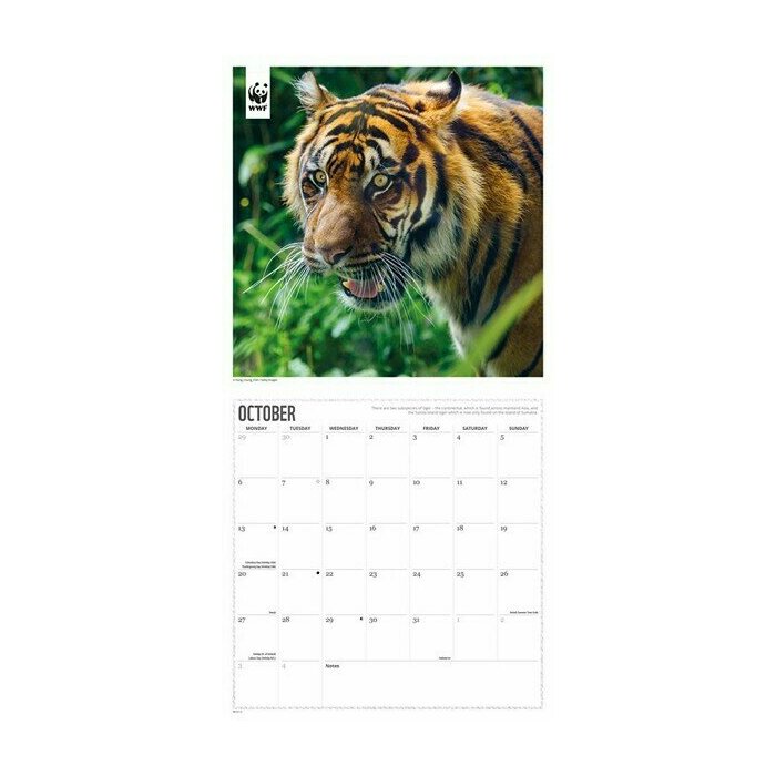 Calendrier 2025 Tigres Flins WWF