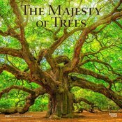 Calendrier Mural 2025 Arbres Géants et Majestueux