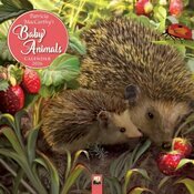 Calendrier Mural 2025 Dessins Bbs Animaux Sauvages