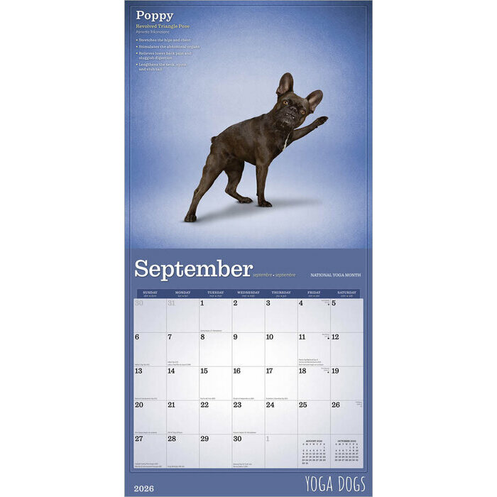 Calendrier 2026 Chiens Postures Yoga 