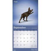 Calendrier 2026 Chiens Postures Yoga 