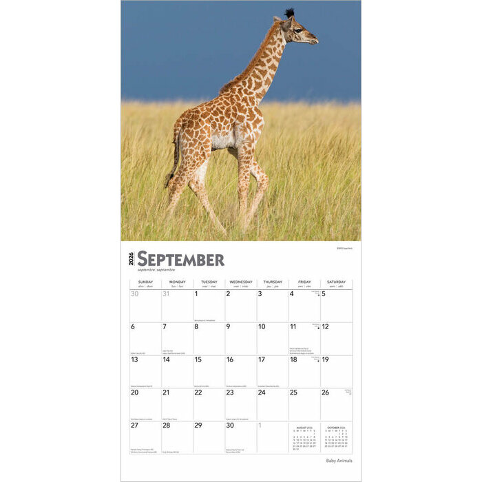 Calendrier 2025 Animaux Bbs Attendrissants 