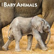 Calendrier Mural 2025 Animaux Bbs Attendrissants 