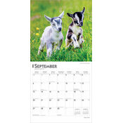 Calendrier 2025 Bbs Chvre Chevreaux