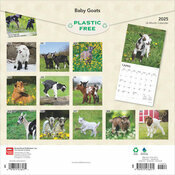 Calendrier Papier 2025 Bébés Chèvre Chevreaux