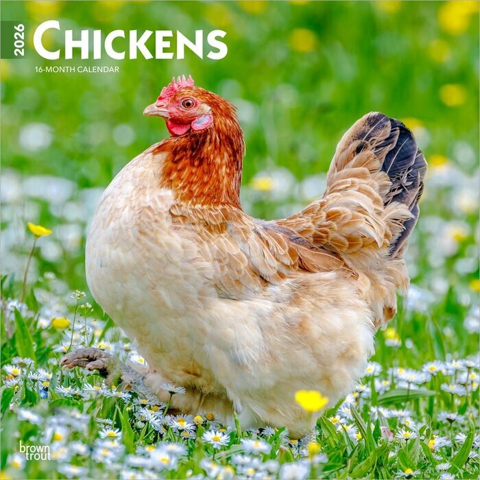 Calendrier Mural 2025 Poules Basse Cour Races