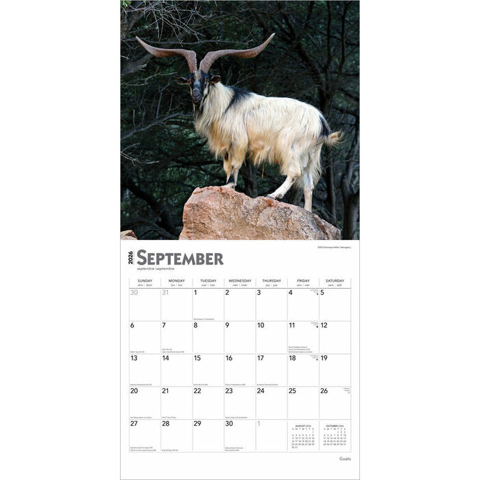 Calendrier Papier 2026 Chèvres Boucs Chevreaux