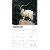 Calendrier Papier 2026 Chèvres Boucs Chevreaux