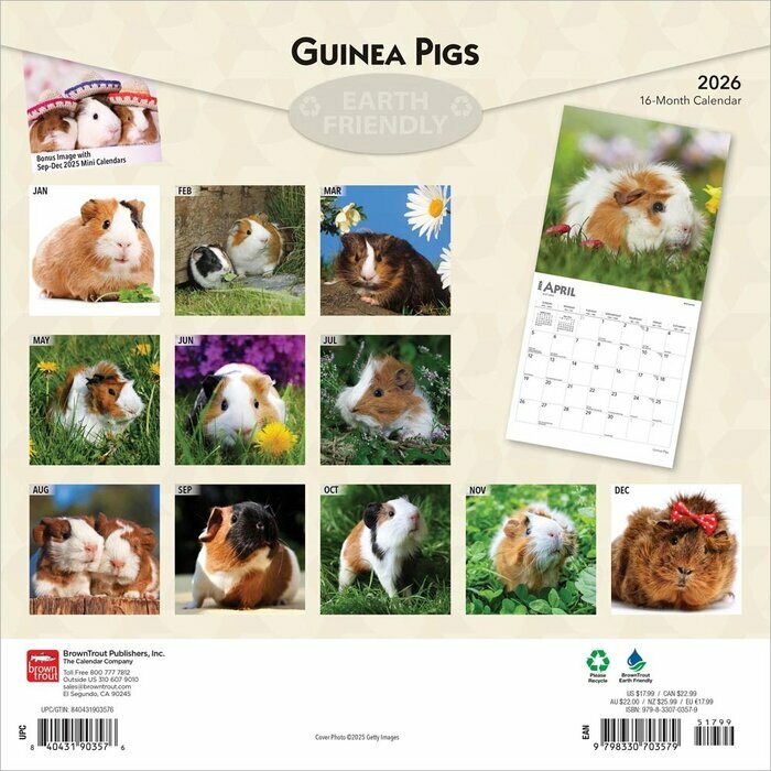 Calendrier Papier 2025 Cochons d'Inde Guinea Pig