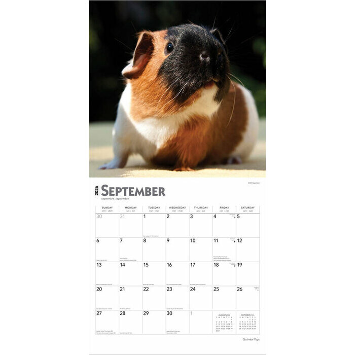 Calendrier 2025 Cochons d'Inde Guinea Pig