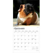 Calendrier 2025 Cochons d'Inde Guinea Pig