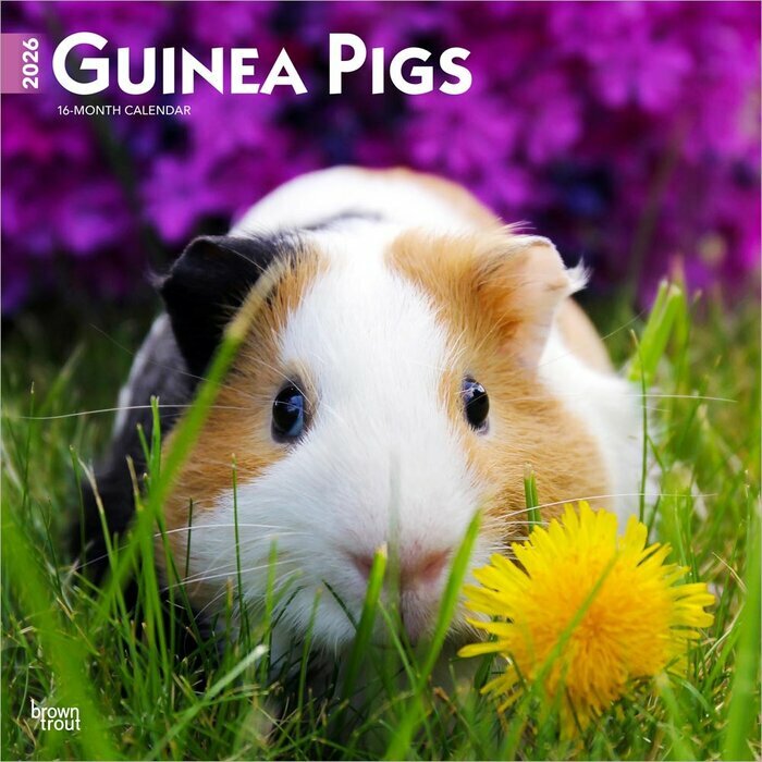 Calendrier Mural 2025 Cochons d'Inde Guinea Pig