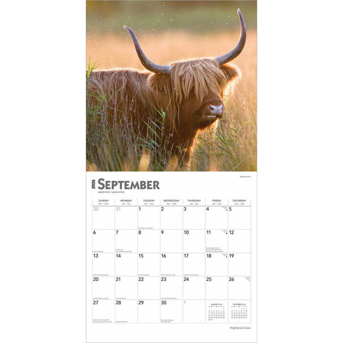 Calendrier 2025 Vaches de Race Highland 
