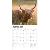 Calendrier 2025 Vaches de Race Highland 