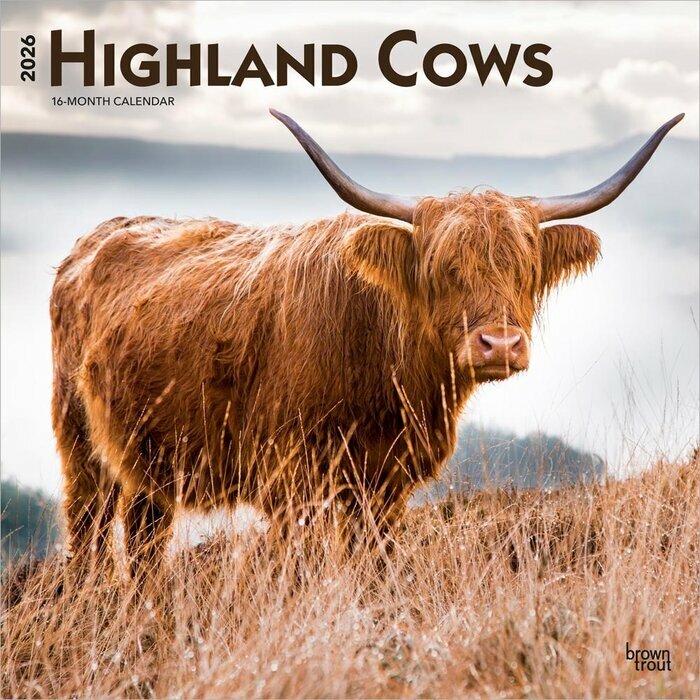 Calendrier Mural 2025 Vaches de Race Highland 