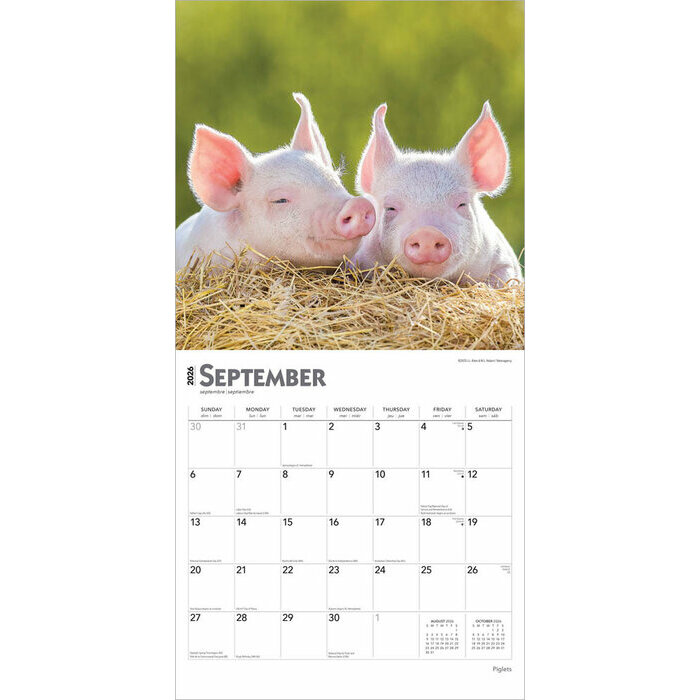 Calendrier Papier 2026 Porcelet Cochon de la Ferme