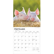 Calendrier Papier 2026 Porcelet Cochon de la Ferme