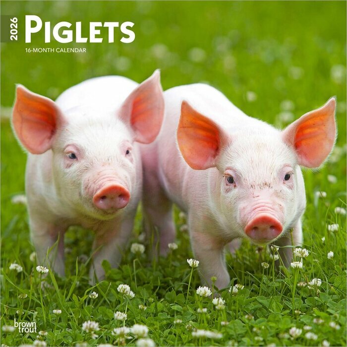 Calendrier Mural 2026 Porcelet Cochon de la Ferme