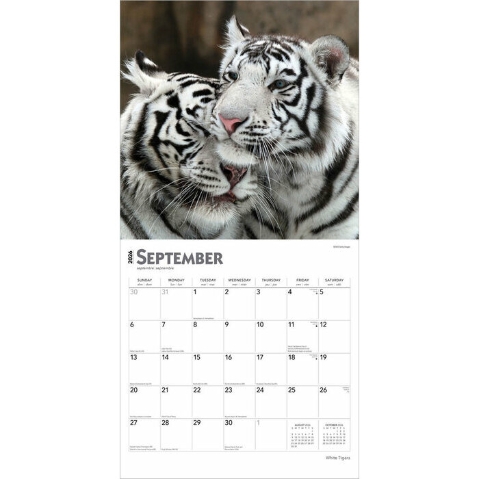 Calendrier Papier 2026 Tigres Blancs Royaux