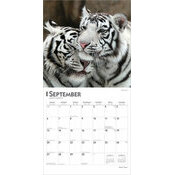 Calendrier Papier 2026 Tigres Blancs Royaux