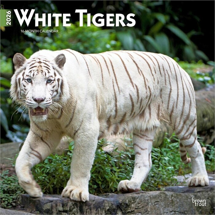 Calendrier Mural 2026 Tigres Blancs Royaux
