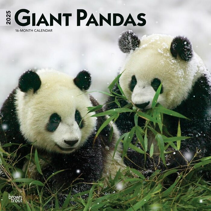 Calendrier Mural 2025 Pandas Géants