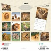 Calendrier 2026 Lions Lionnes