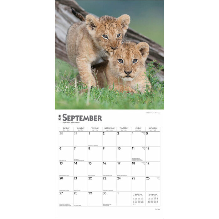Calendrier Papier 2026 Lions Lionnes